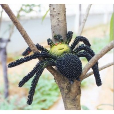 http://www.toyhope.com/63688-thickbox/rubber-spider-pattern-prank-toy.jpg
