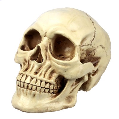 http://www.toyhope.com/73298-thickbox/creative-holloween-resin-skull-artware-adult.jpg