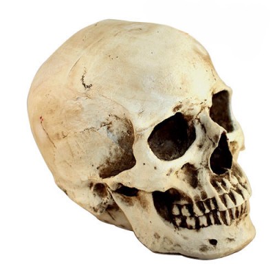 http://www.toyhope.com/73300-thickbox/creative-holloween-resin-skull-artware-child.jpg